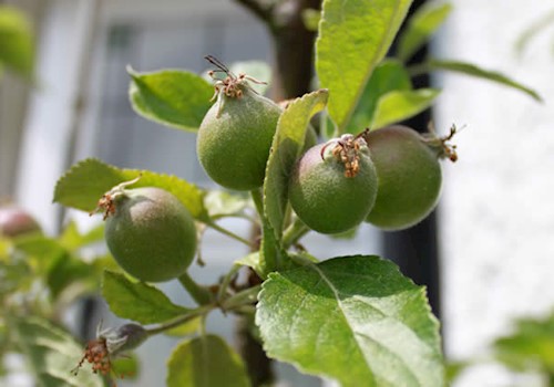 Apple Tree - Young Apples