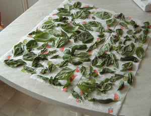 Basil drying leaves