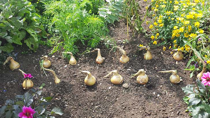 Gardening Patch - Onions sown from seed