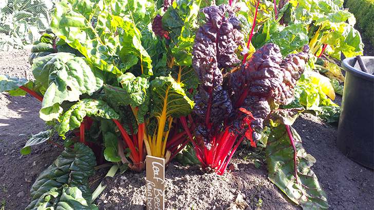 Swiss chard rainbow variety