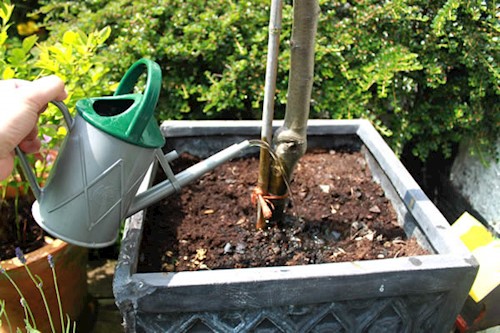 Watering apple tree in a container